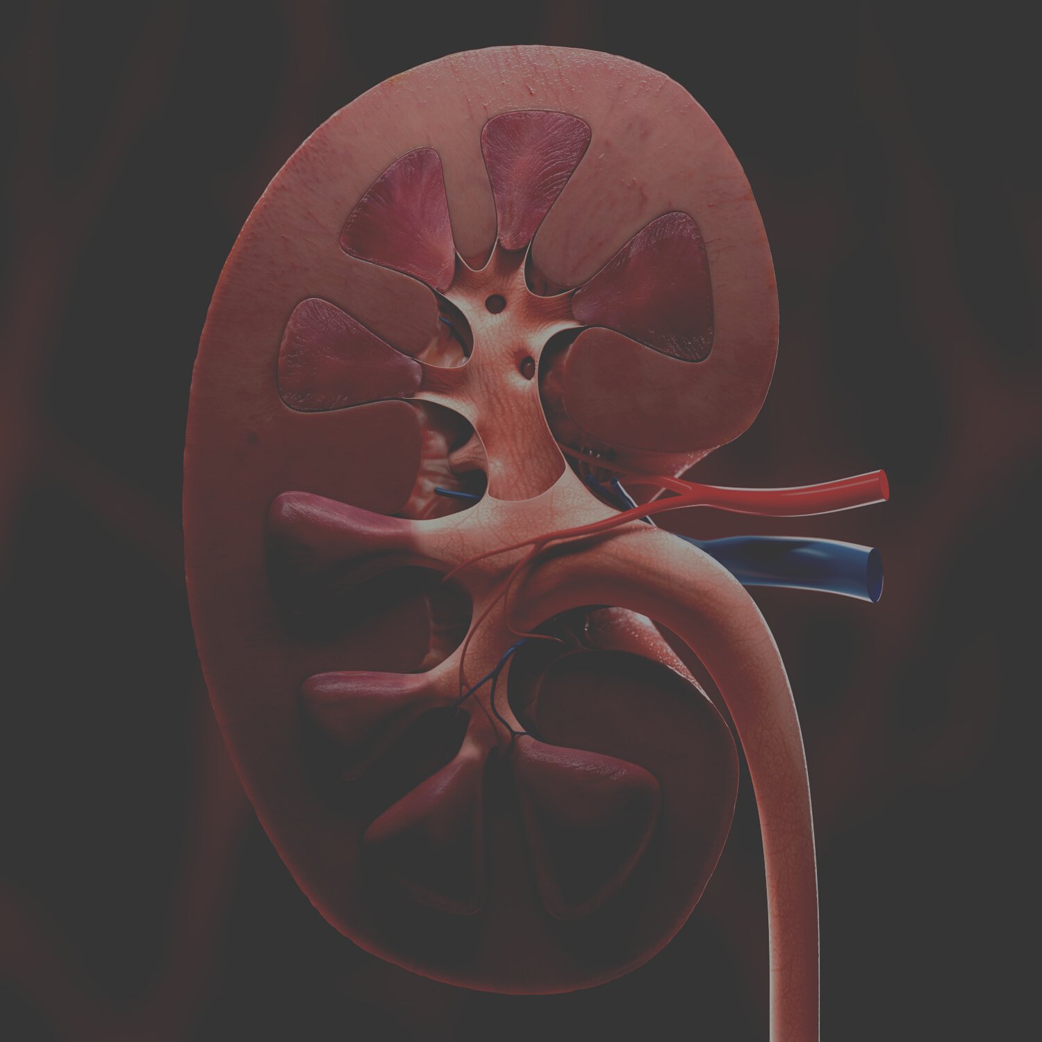 kidney